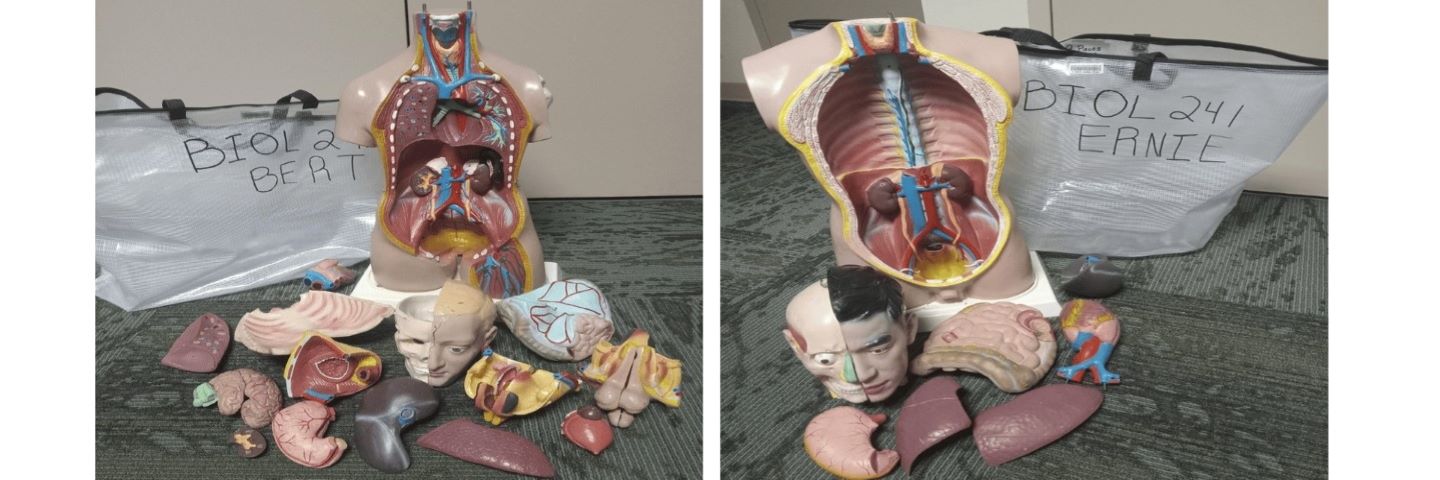 Two side-by-side images of anatomical models with their organs displayed in front of them